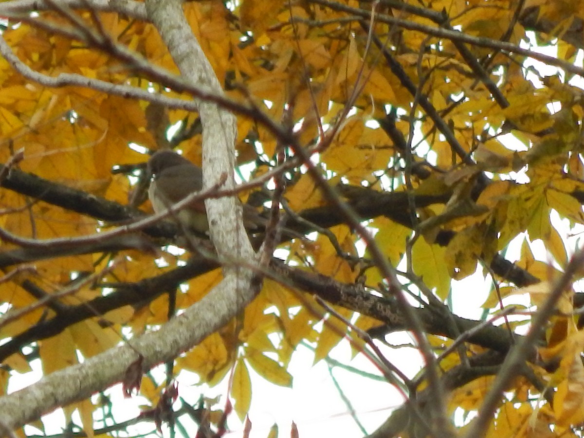 Yellow-billed Cuckoo - ML185112071