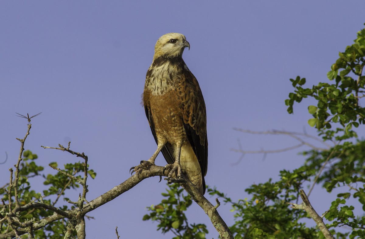 Black-collared Hawk - ML185112901