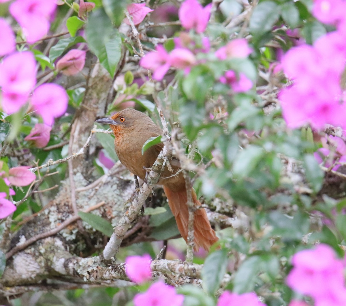 Orange-eyed Thornbird - Nina Hale