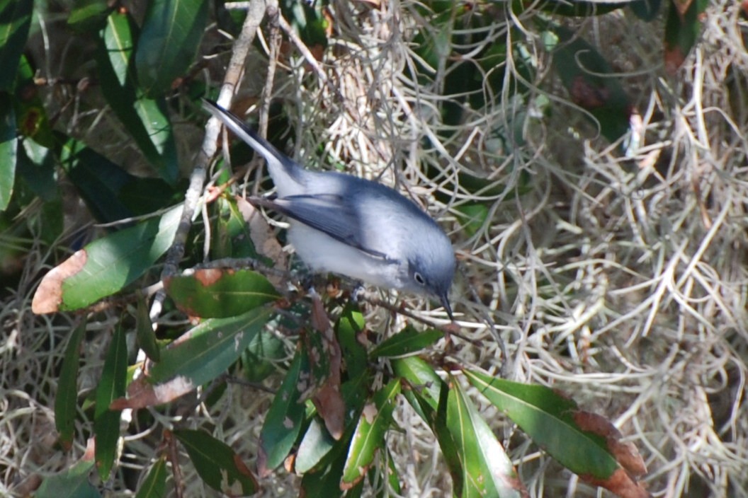 Blue-gray Gnatcatcher - ML185113501
