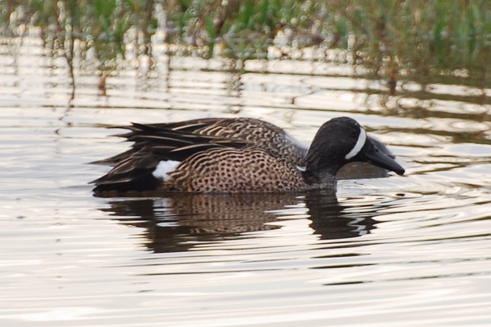 Blue-winged Teal - ML185113591