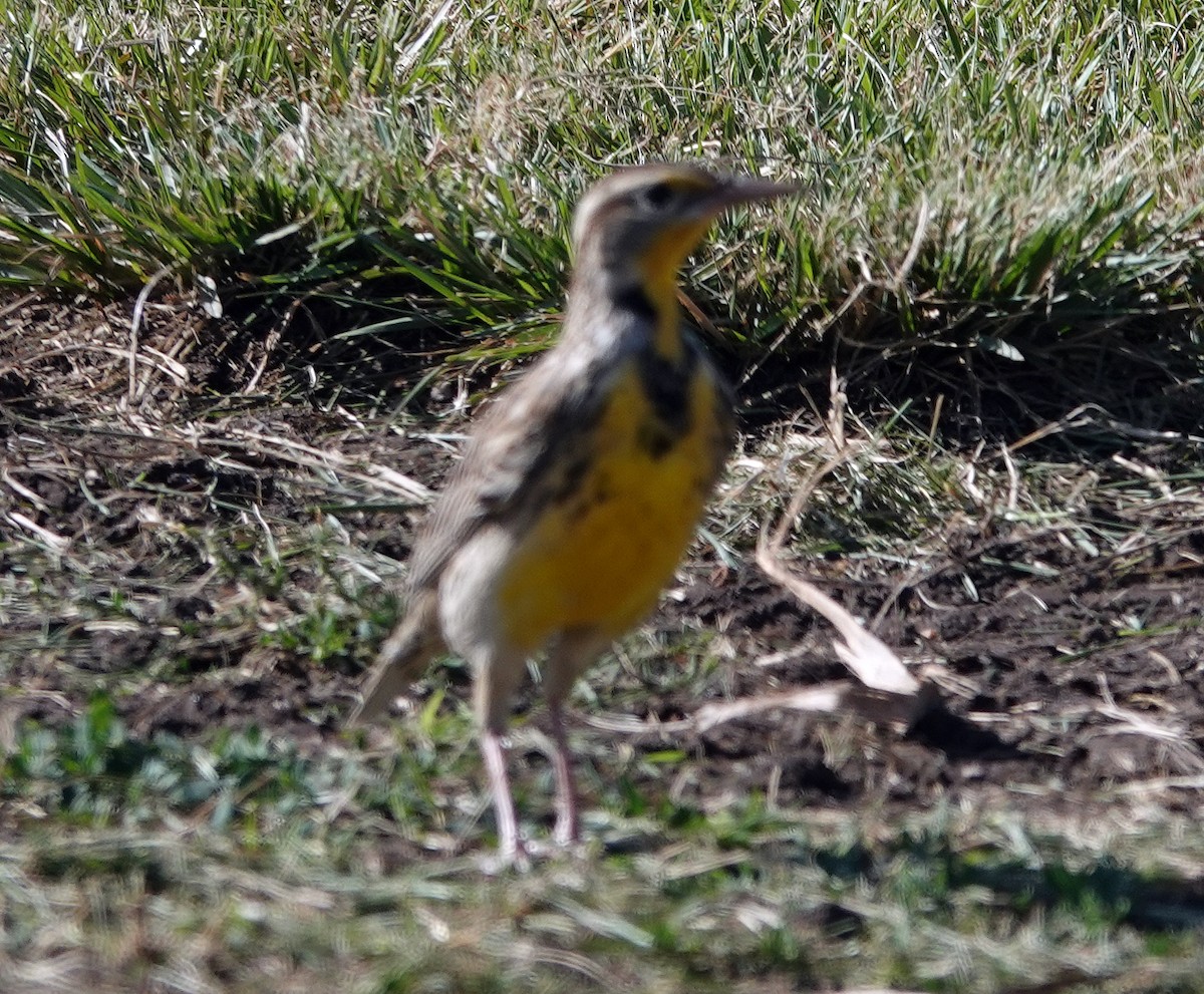 Western Meadowlark - Dika Golovatchoff