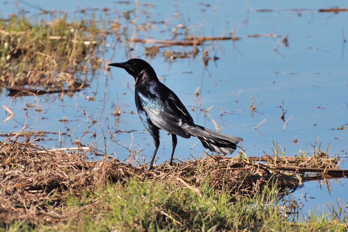 Boat-tailed Grackle - ML185114031