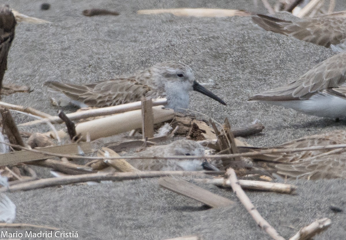 Western Sandpiper - Mario Madrid