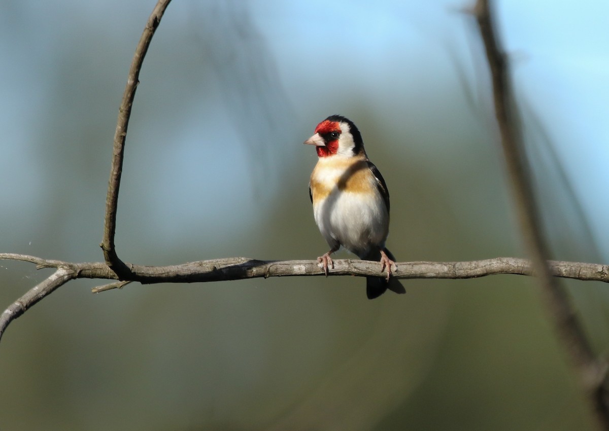 European Goldfinch - David Ongley