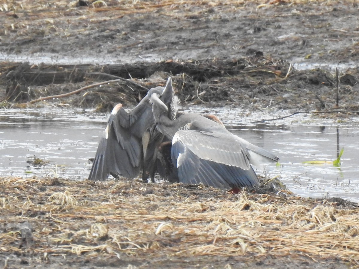Great Blue Heron - ML185118811