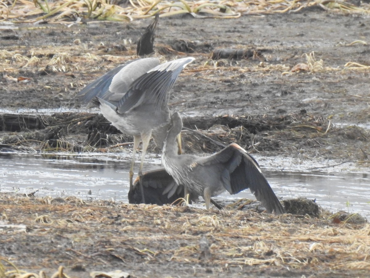 Great Blue Heron - ML185118861