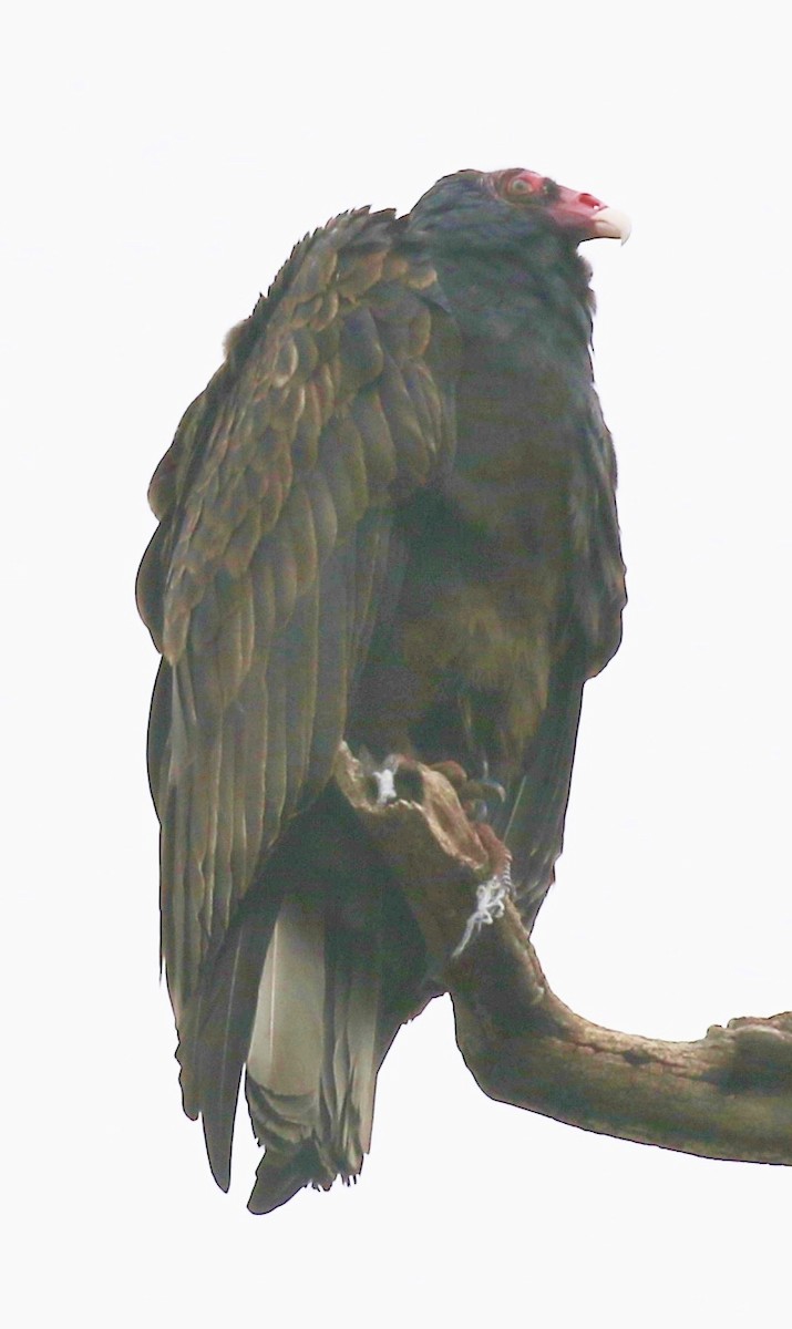 Turkey Vulture - ML185119171
