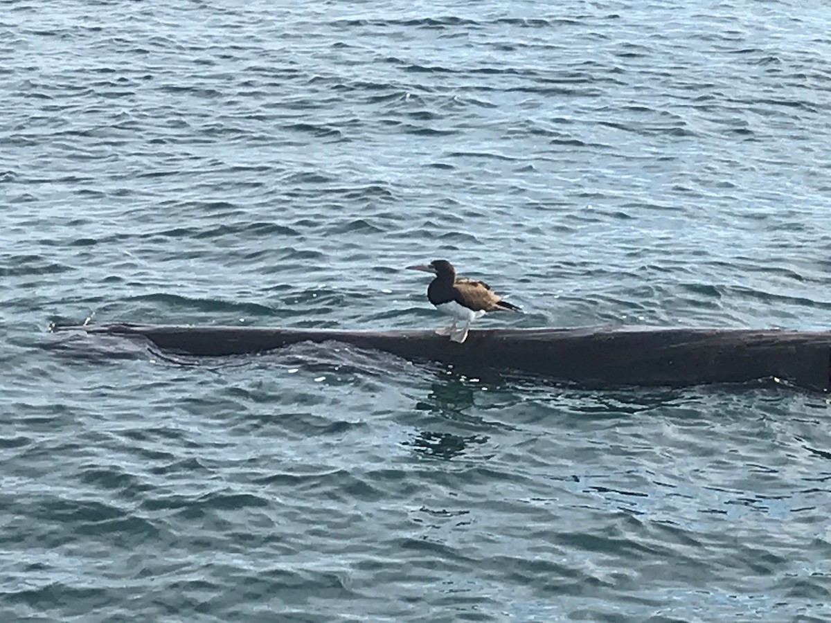 Cocos Booby - sarah mccullagh