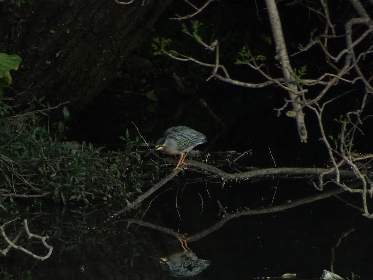 Striated Heron - ML185120731