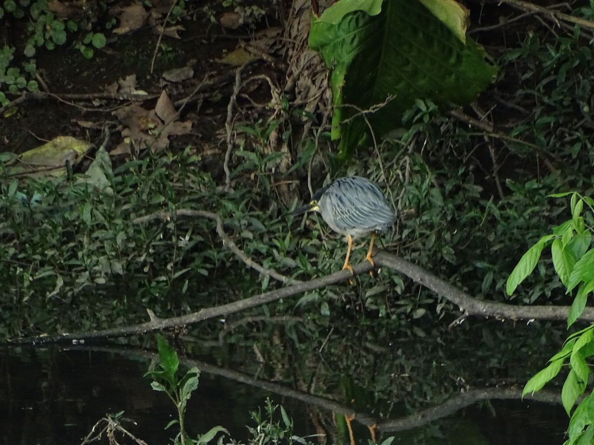 Striated Heron - ML185120781