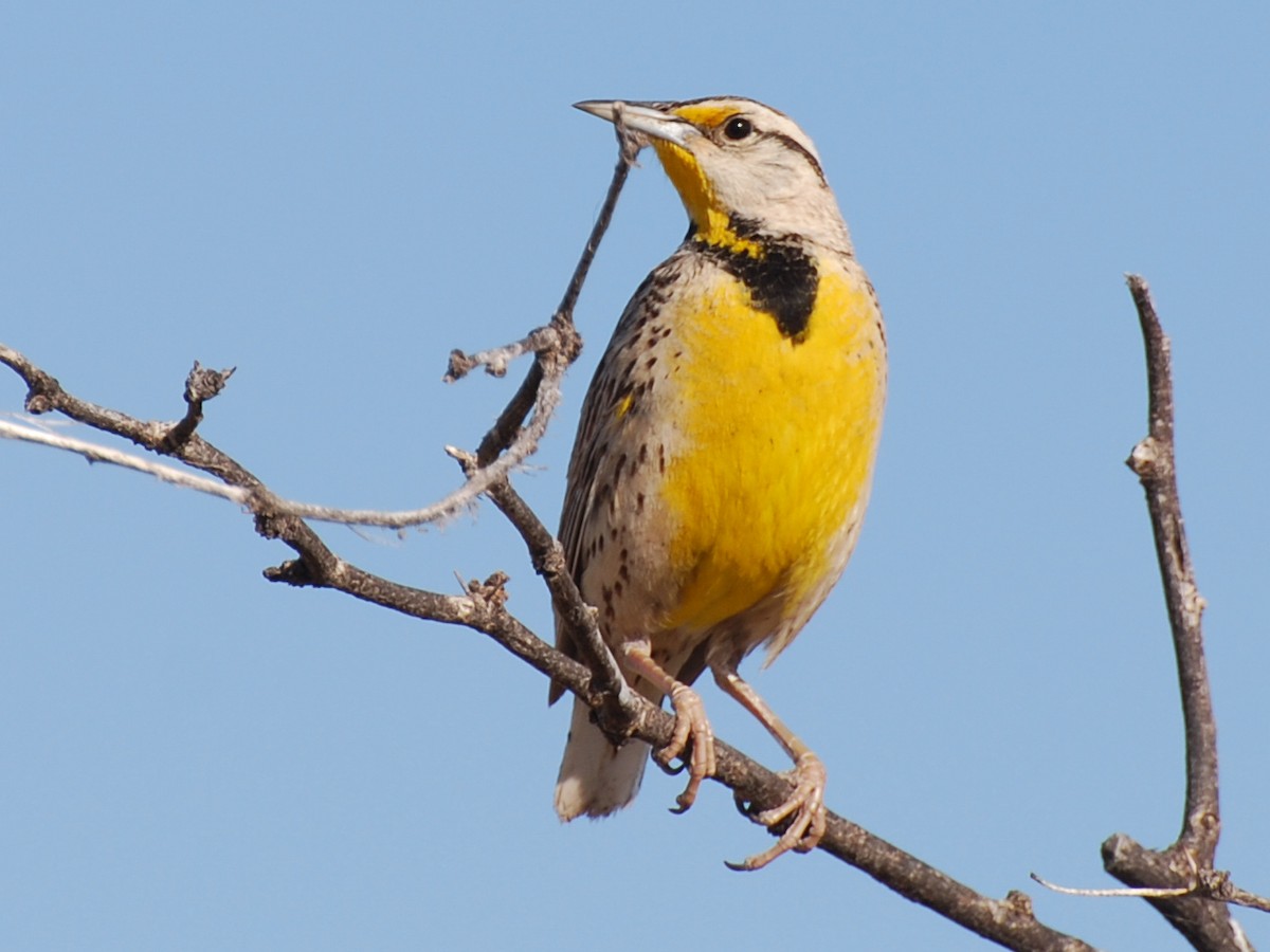 Chihuahuan Meadowlark - Tom Bisko