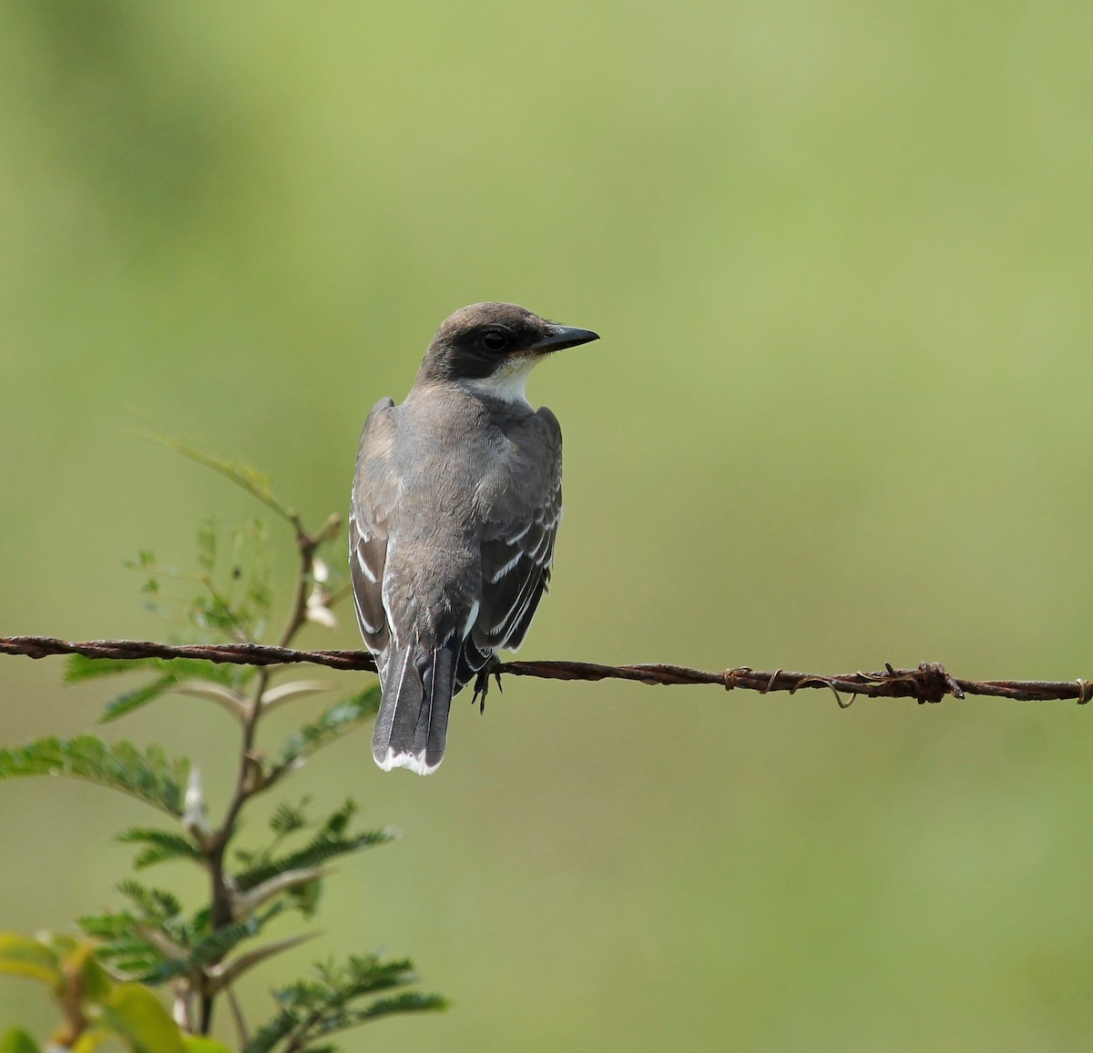 Eastern Kingbird - ML185122161