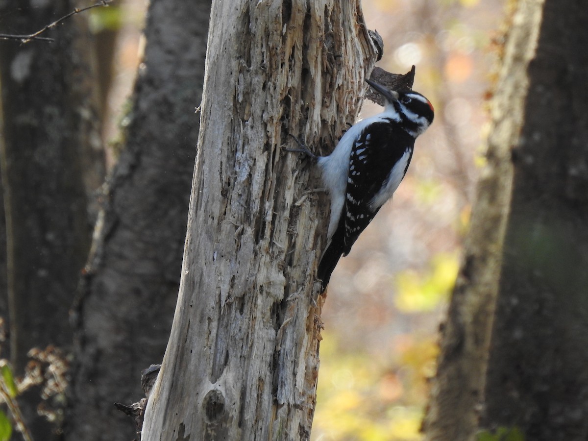 Hairy Woodpecker - ML185122621