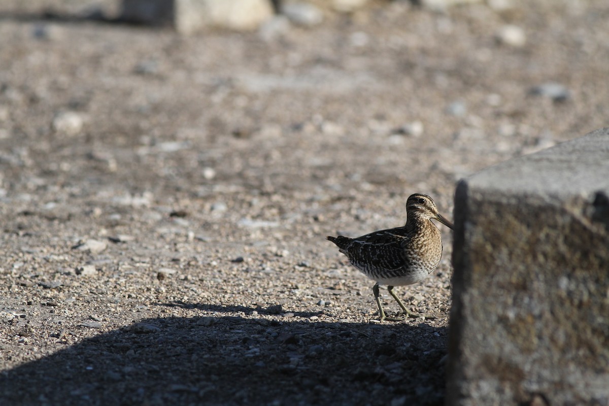 Wilson's Snipe - ML185123011