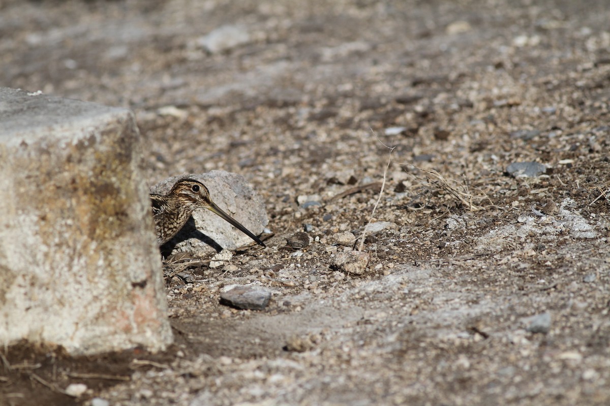 Wilson's Snipe - ML185123061