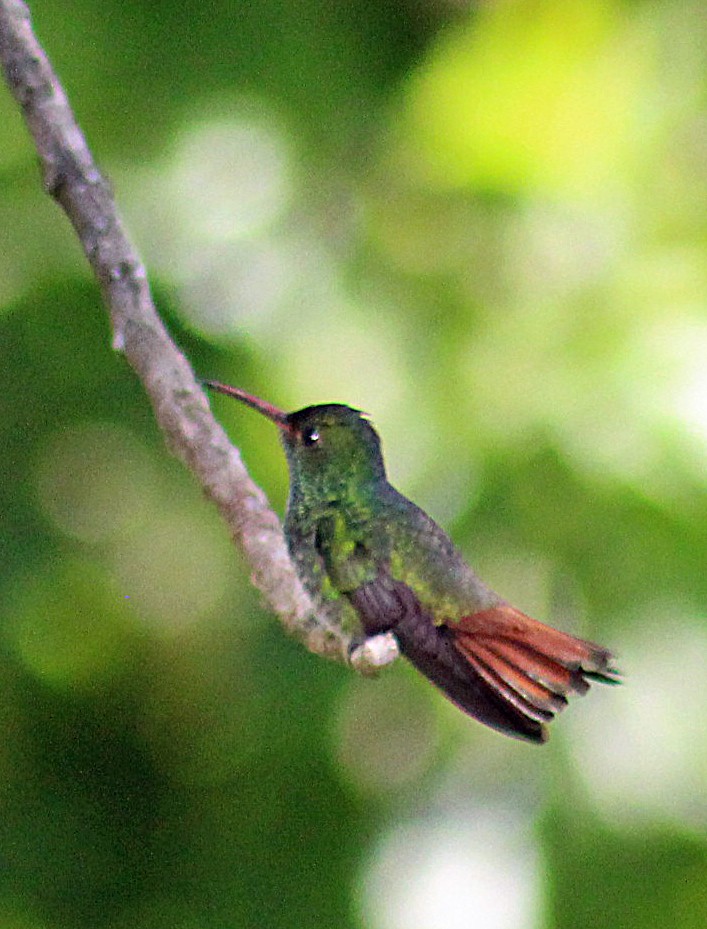 Kızıl Kuyruklu Kolibri - ML185124471