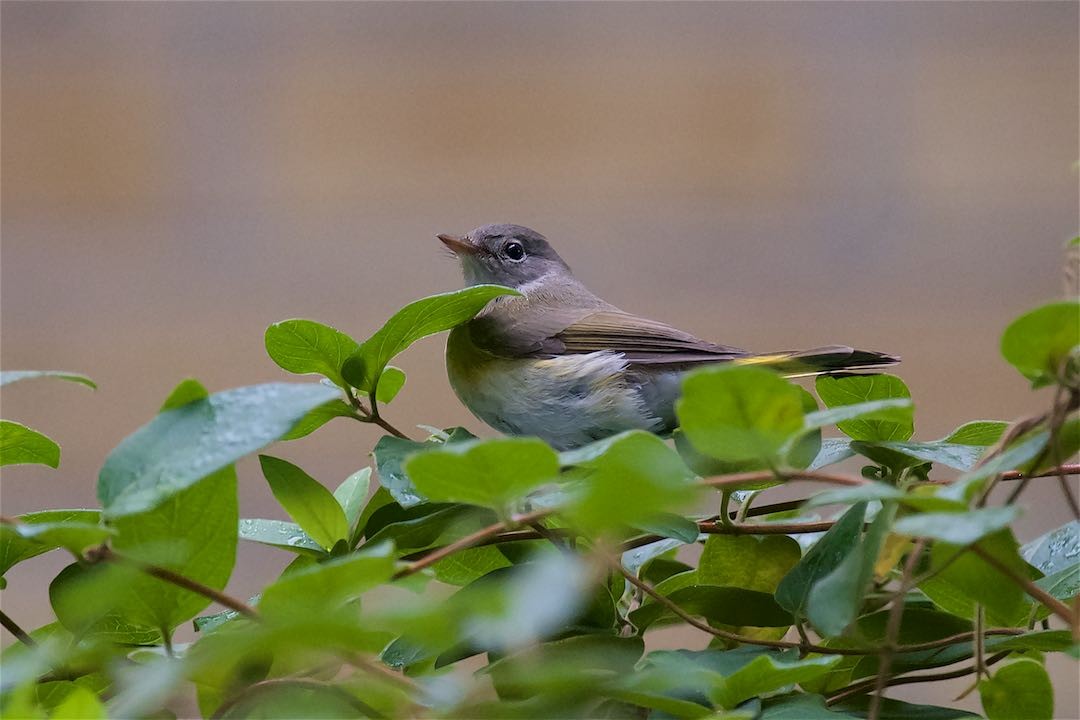 סבכון חכלילי - ML185124501