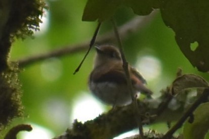Fulvous-chested Jungle Flycatcher - ML185125071