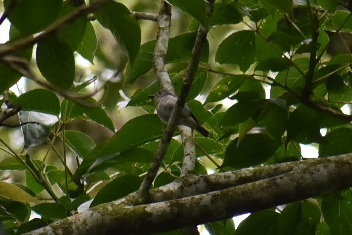 Fulvous-chested Jungle Flycatcher - ML185125301