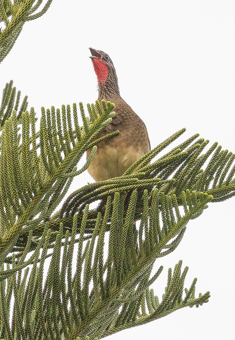 White-bellied Chachalaca - Brad Singer