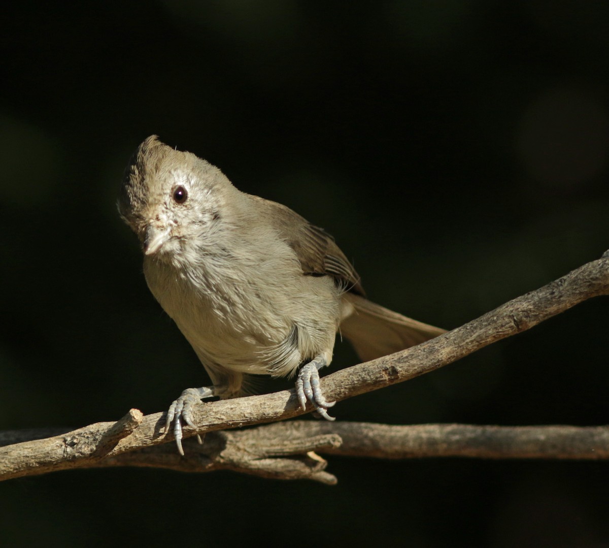 Oak Titmouse - ML185129161