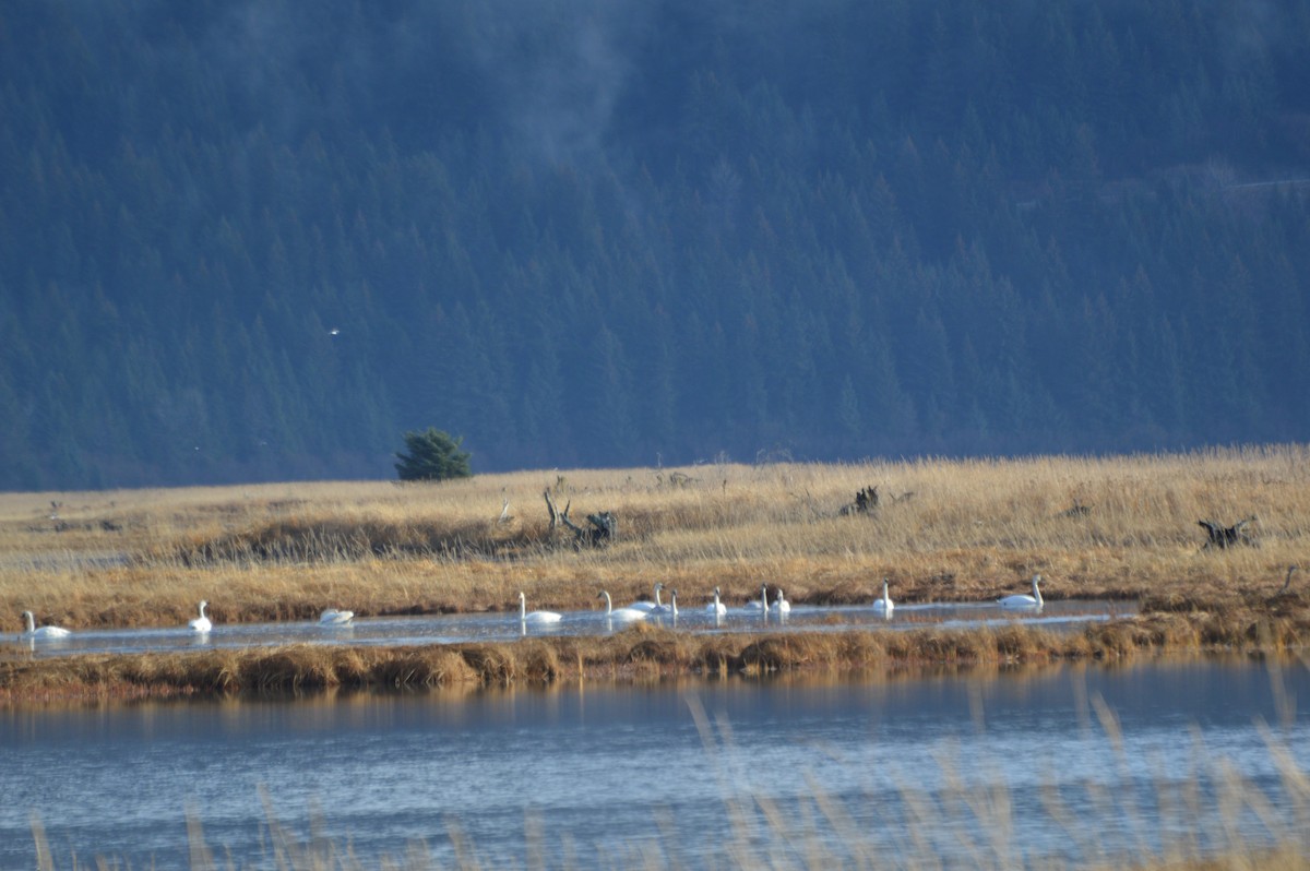Trumpeter Swan - ML185129591