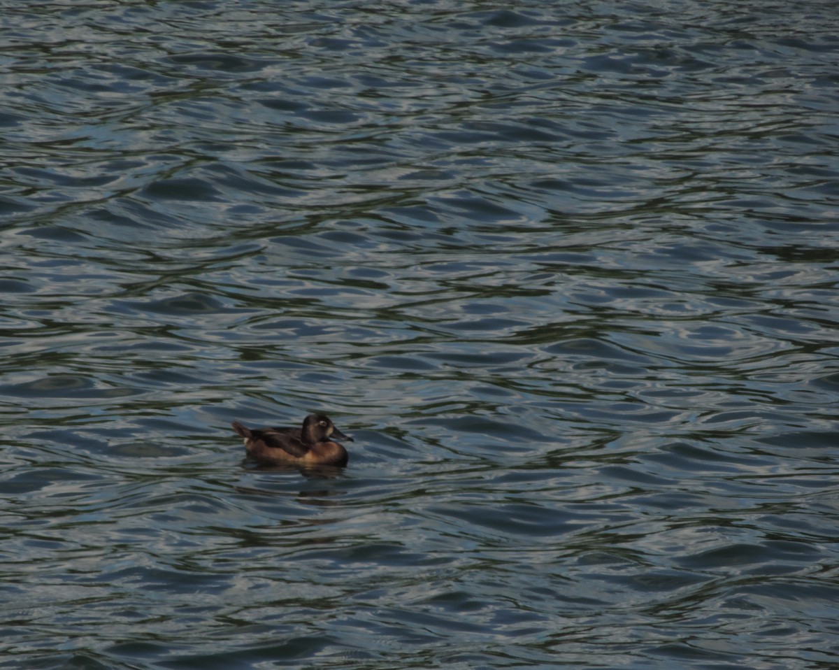 Ring-necked Duck - Erica Royer