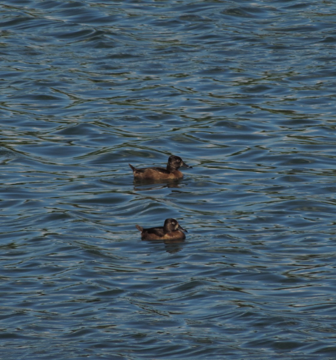 Ring-necked Duck - ML185130151