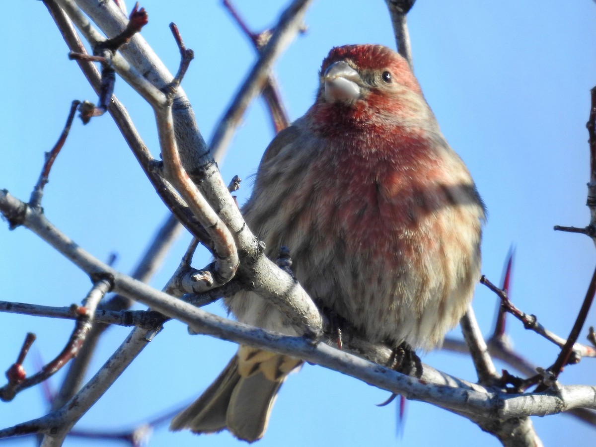 House Finch - ML185130301