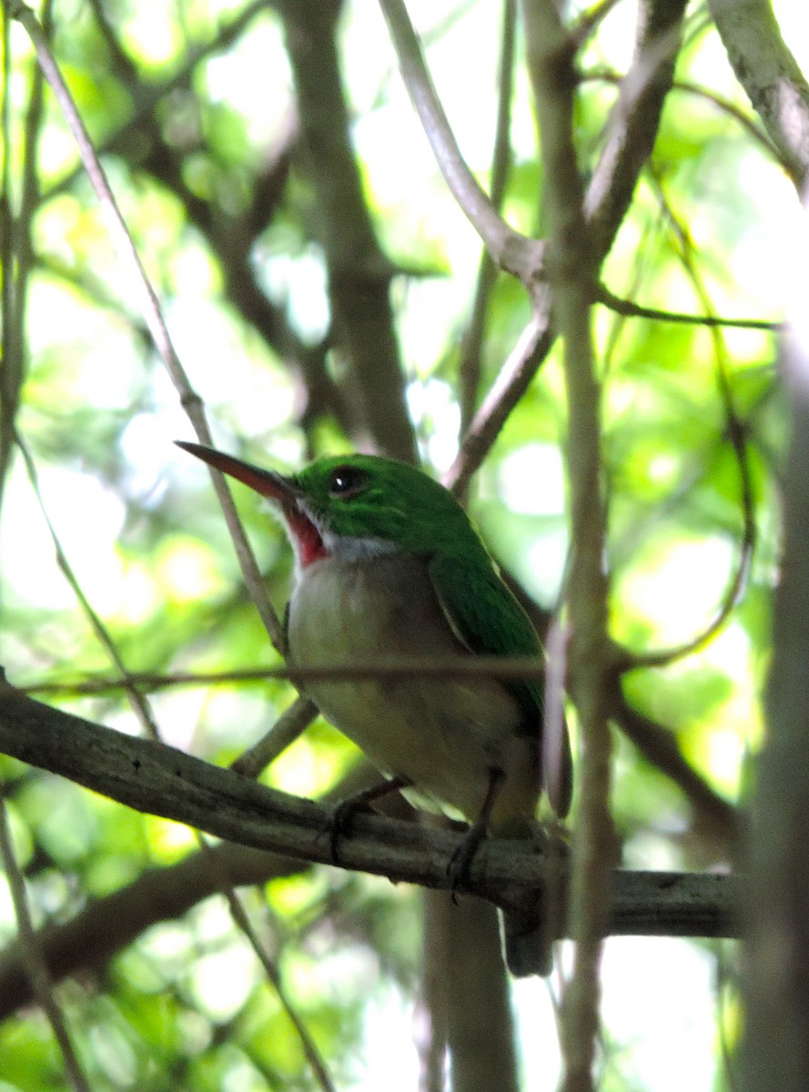 Broad-billed Tody - ML185130561