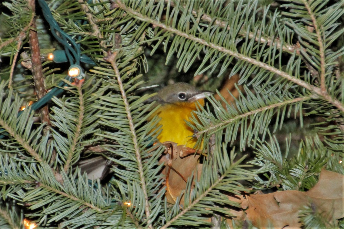 Yellow-breasted Chat - ML185131491
