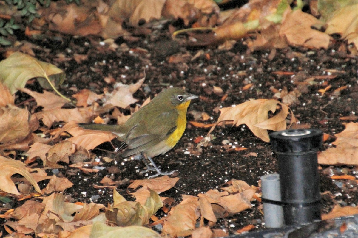 Yellow-breasted Chat - ML185131511