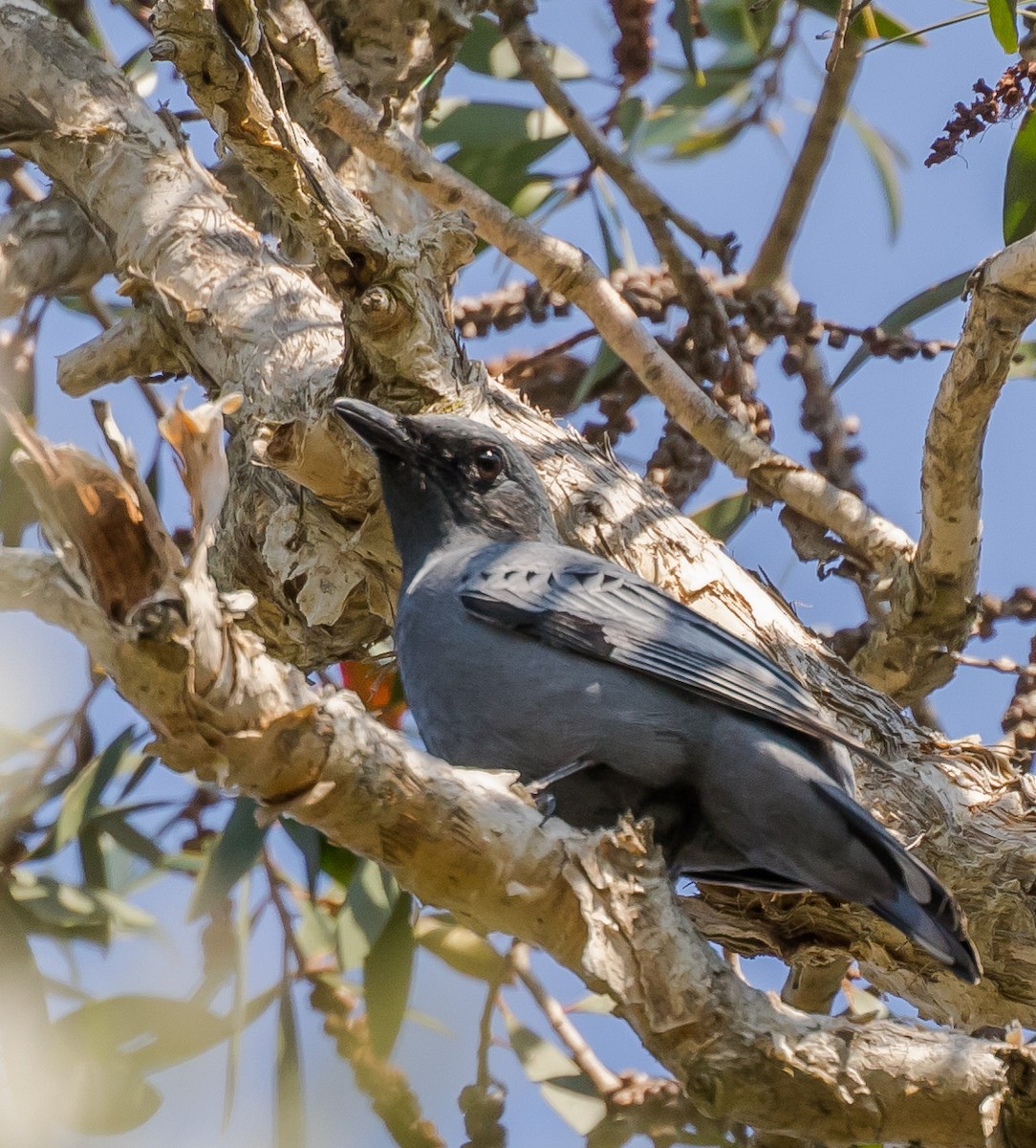 Common Cicadabird - ML185135441