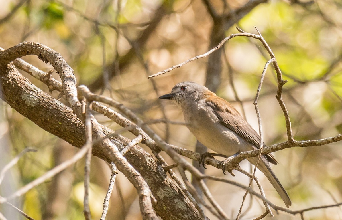 Gray Shrikethrush - ML185135501