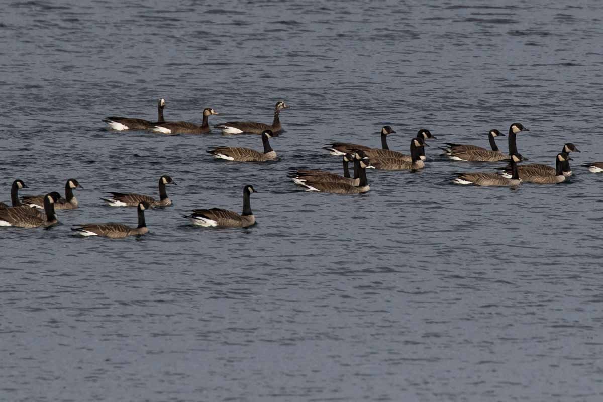 goose sp. - Hugues Deglaire