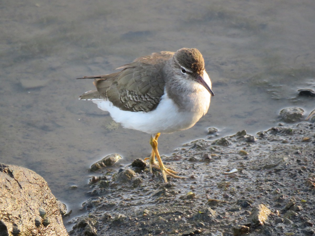 Spotted Sandpiper - John Perry