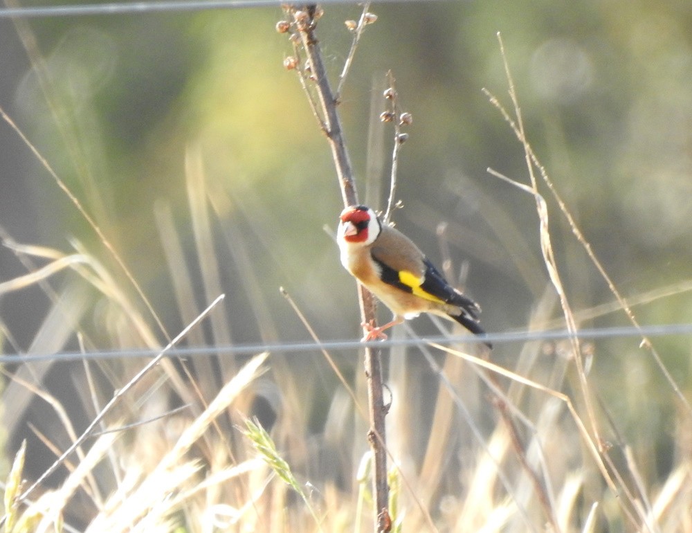 European Goldfinch - ML185137451