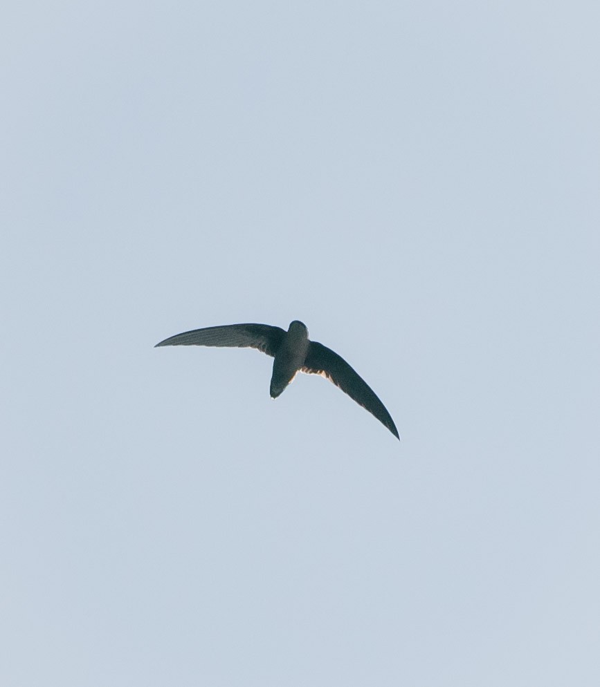 Chimney Swift - ML185140531