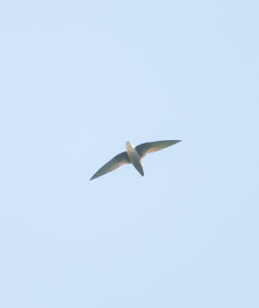 Chimney Swift - ML185140611