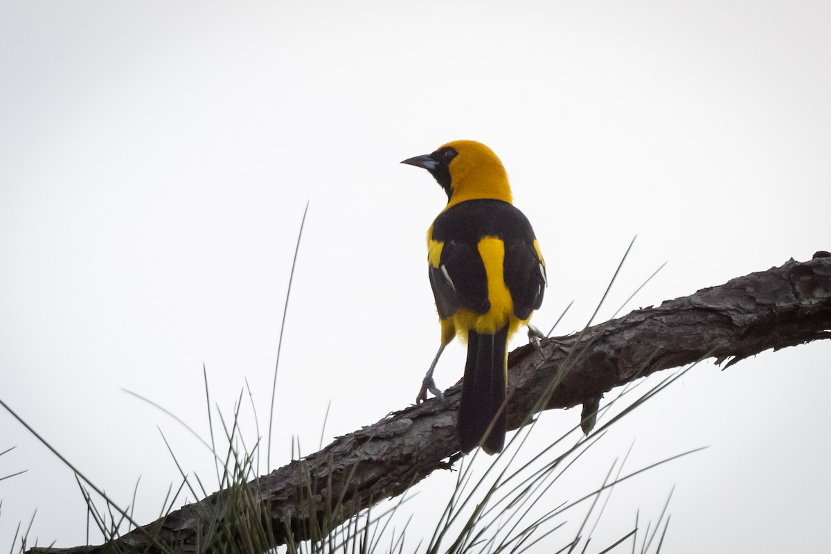 Yellow-tailed Oriole - ML185142981