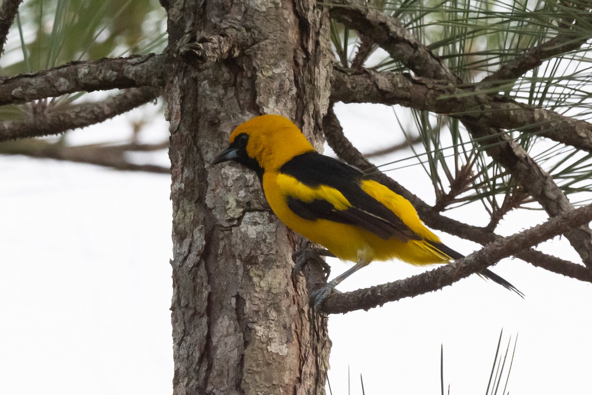 Yellow-tailed Oriole - ML185142991