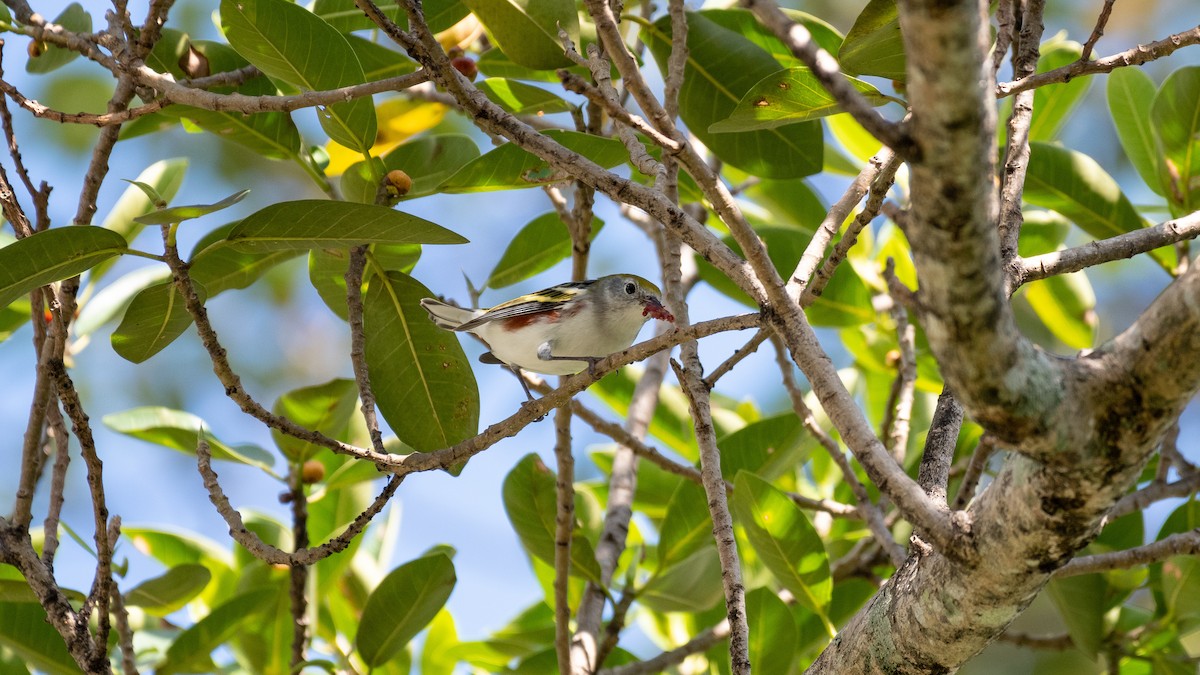 Chestnut-sided Warbler - ML185145351