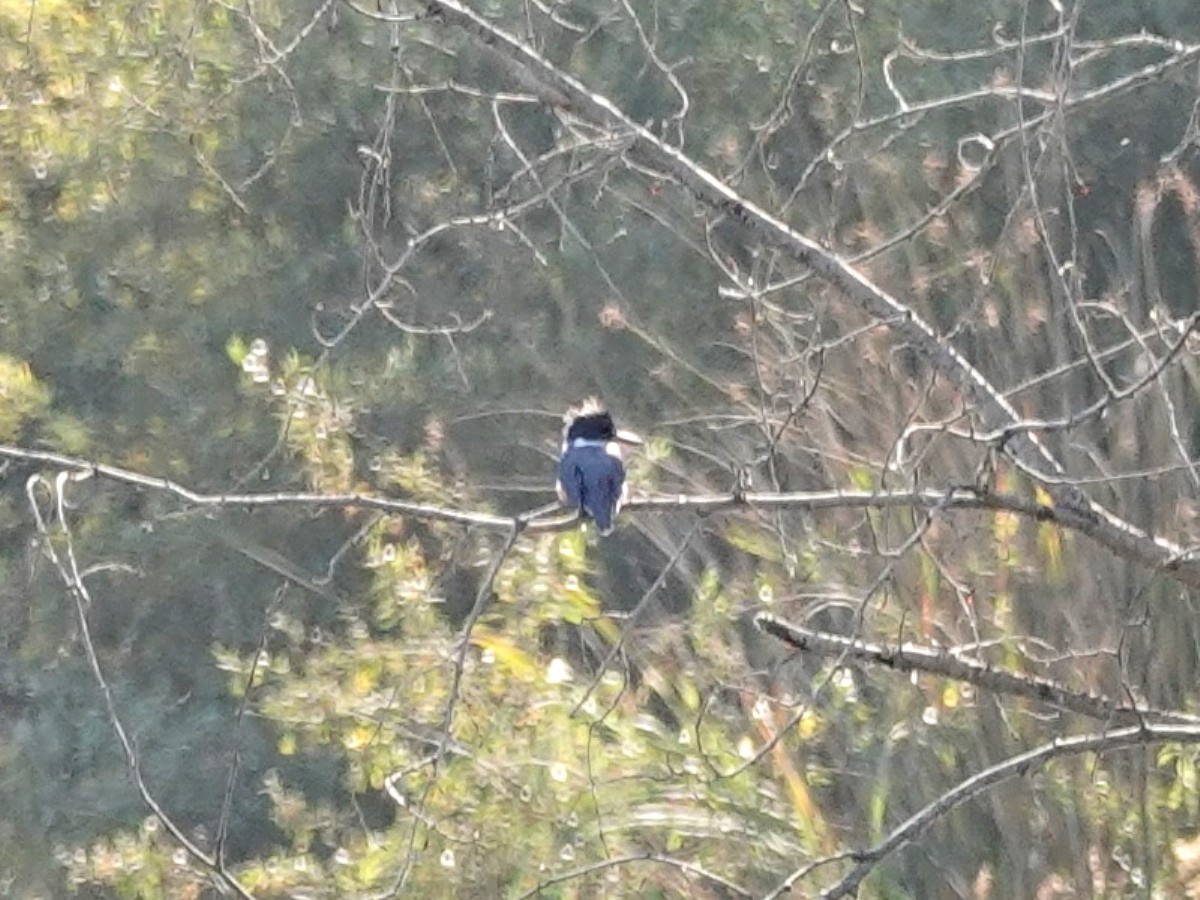 Belted Kingfisher - ML185146701