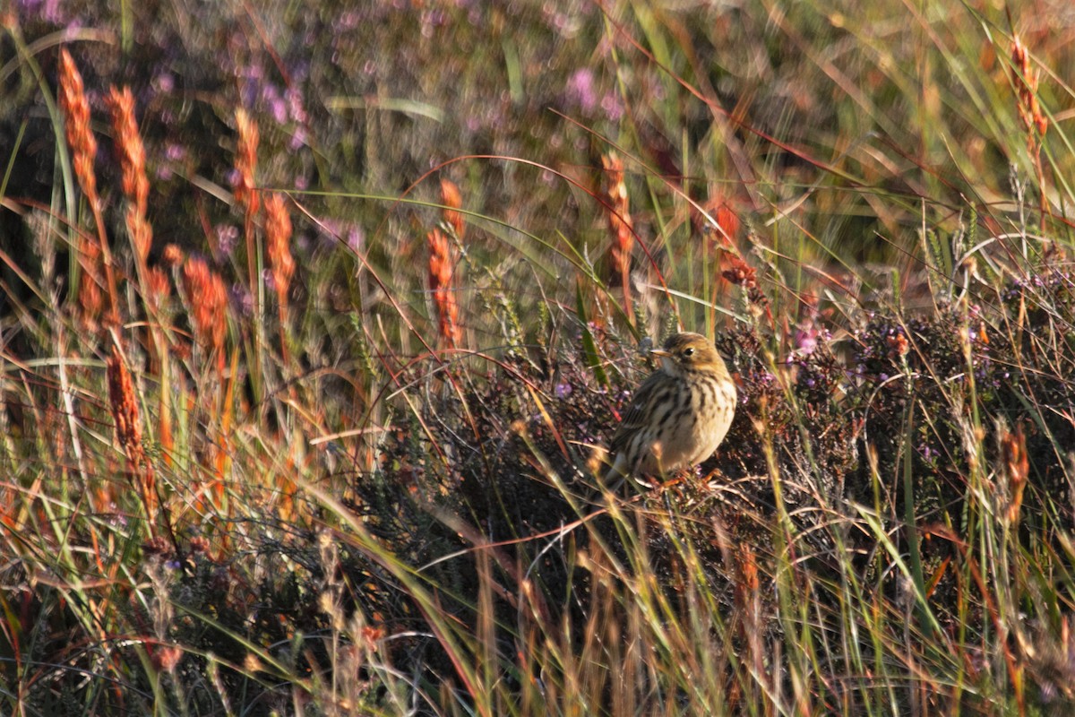 Pipit farlouse - ML185148981