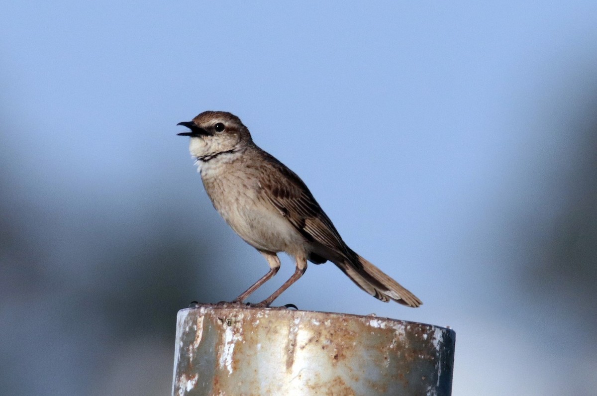 Rufous Songlark - ML185149001