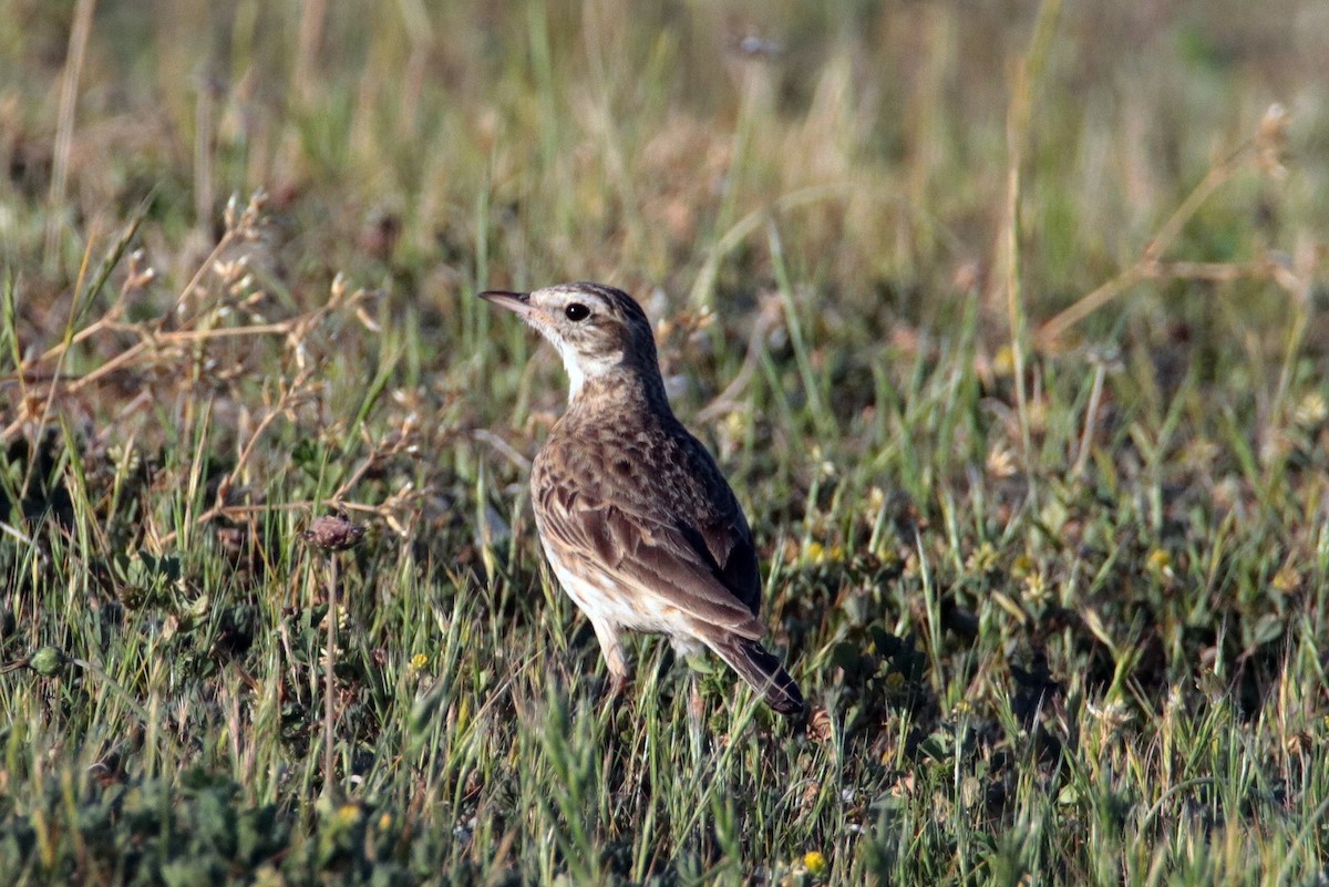 linduška australská - ML185149021