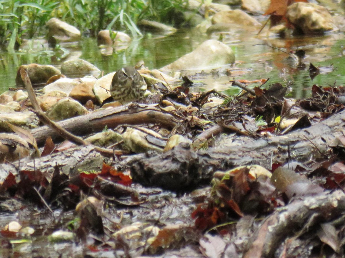 Louisiana Waterthrush - ML185150891