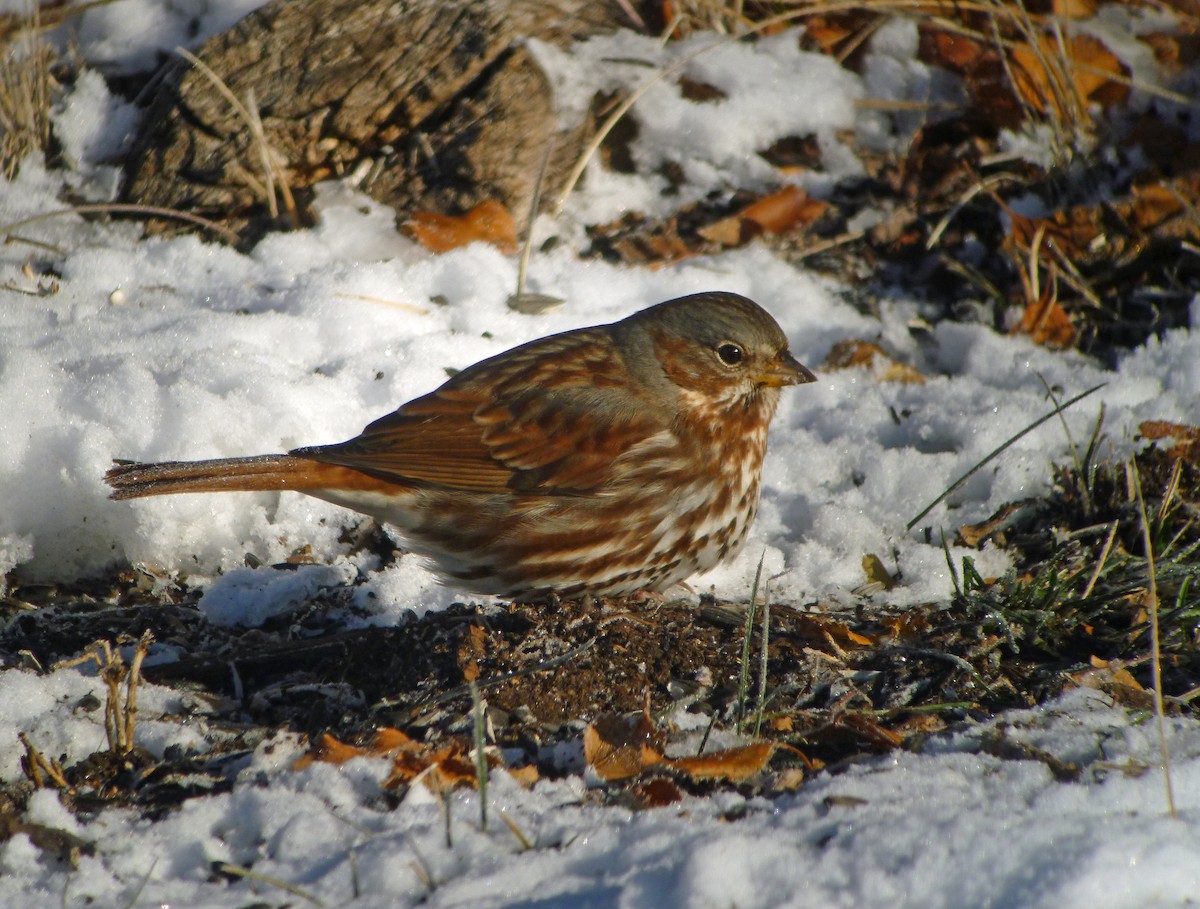 Fox Sparrow - ML185152191