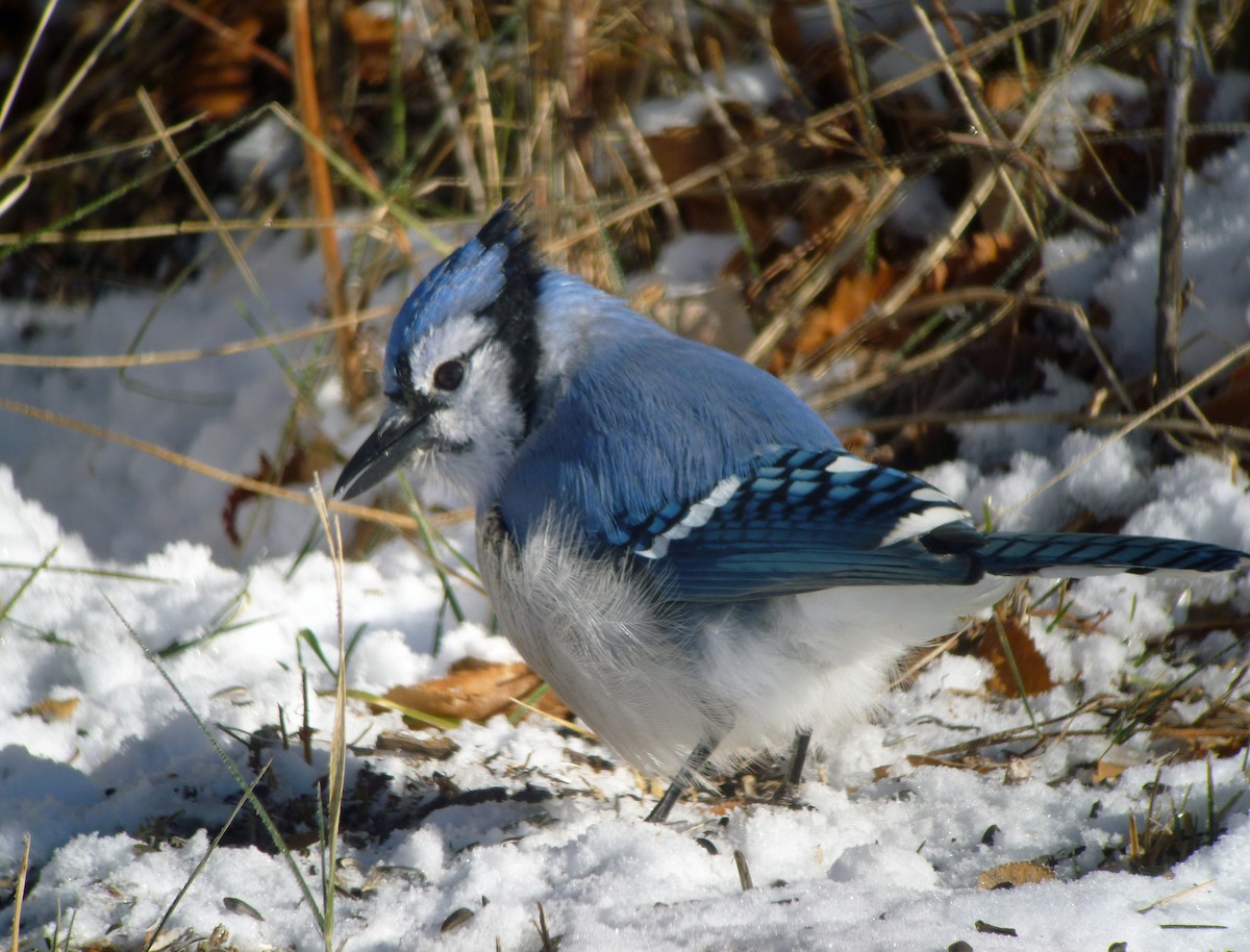 Blue Jay - Nate Kohler